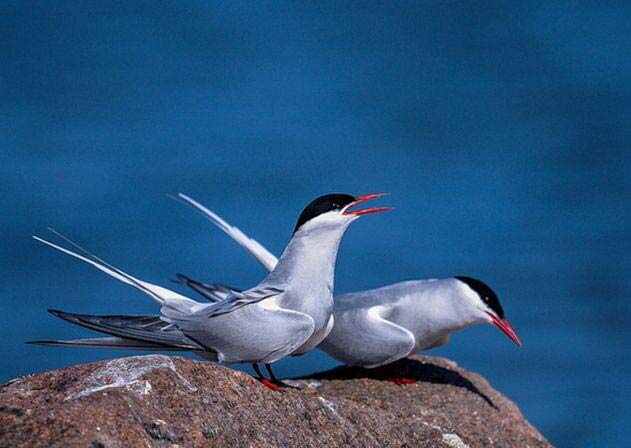 世界上飞得最远的鸟 北极燕鸥每年往返南北两极一次