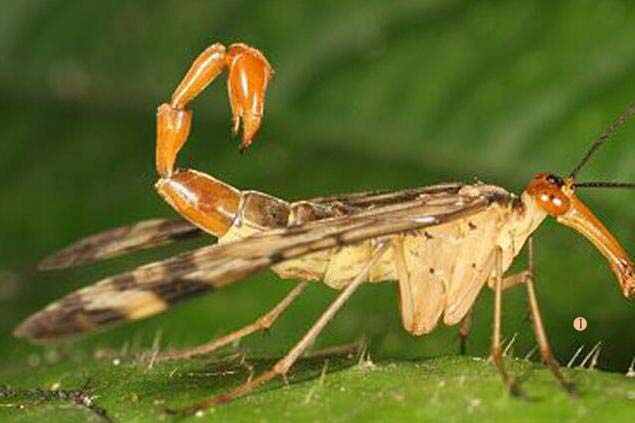 世界上最可怕的十大昆虫：蝎子蝇上榜 你见过几个？